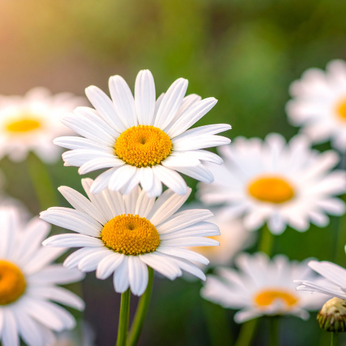 bloemen, sfeerbeeld