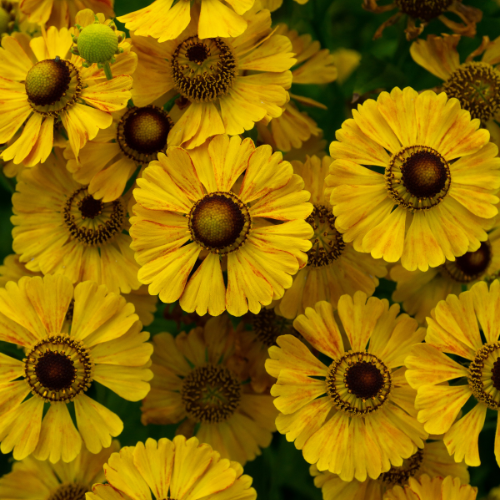 gele bloemen, sfeerbeeld, geel is de kleur van endometriose awareness